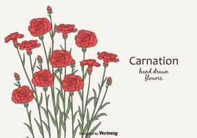 Gratis Vector Carnation Flowers