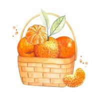 korg med mogen mandariner. vattenfärg illustration vektor