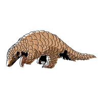 es ist ein wunderschönes gemahlenes Pangolinbild. vektor