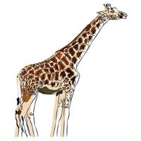 dess en skön giraff bild. vektor