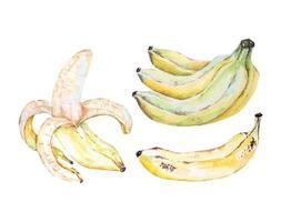 mogen banan hand dragen vattenfärg illustration.fresh banan.vattenfärg tropisk frukt. vektor