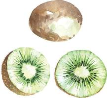 mit aquarell gemalte kiwis. früchte sind reich an vitamin c für eine gute gesundheit. vektor