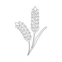 vete spannmål öra, natur bröd, ett enda kontinuerlig konst linje teckning. linjär skiss av vete, ris, majs, havre öra och spannmål. översikt spica växt för lantbruk, flingor Produkter, bageri. vektor