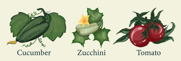 Tomaten, Gurken, Zucchini. handgezogenes gemüse. isolierte illustrationen von farmgemüse. Clip Art. vektor