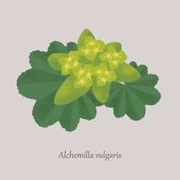 Alchemilla vulgaris ist eine mehrjährige Pflanze mit grünen Blättern und gelben Blüten. Heilpflanze auf grauem Hintergrund. vektor