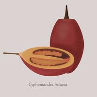 cyphomandra betacea süße tropische frucht. reife tamarillo exotische saftige frucht ganz und geschnitten. Vektor-Illustration Obst auf grauem Hintergrund. vektor