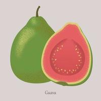 sommar tropisk frukt guava, hela frukt och halv. vektor