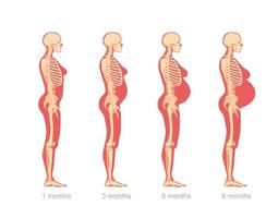 stadier av abdominal utvidgning i gravid kvinna. anatomisk skelett- strukturera kvinna karaktär på annorlunda stadier av vektor graviditet.