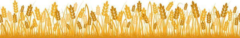 tecknad gul vete fält bakgrund isolerad på vit. gyllene höst skörd havre korn naturliga lantliga äng gård jordbruk landskap bakgrund vektor platt illustration