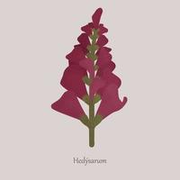 mehrjährige wildpflanze hedysarum mit violetter blüte. Grasbewachsene Zier- und Futterpflanze, Stamm und Blumen auf grauem Hintergrund. vektor