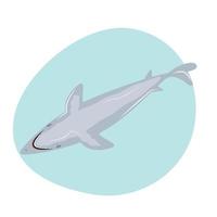 simning haj på isolerat bakgrund. vektor platt illustration.