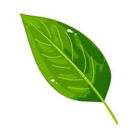 grüne blattillustration. Lorbeer oder Teeblatt. Blätter einer Pflanze, eines Baumes, eines Busches. Vektor. vektor