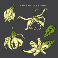 vektor blomma illustration hand dragen av ylang ylang blomma uppsättning