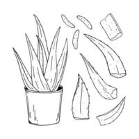 hand gezeichnete vektorillustration des aloe vera-satzes. Skizze einer Zimmerpflanze in einem Topf und einzelnen Blättern. Naturkosmetik und medizinischer Inhaltsstoff vektor