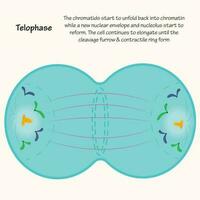 Telophase der Mitose vektor