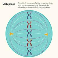 metafas av cell division vektor