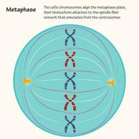 Metaphase der Zellteilung vektor