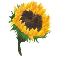 gelbe Sonnenblume, Aquarellmalerei auf weißem Hintergrund. vektor