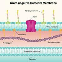 gramnegativt bakteriemembran vektor