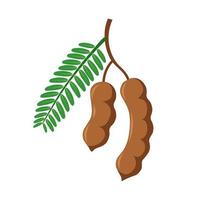 vektor illustration av tamarind eller tamarindus indica, med gröna blad, isolerad på vit bakgrund.