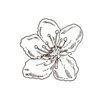 sakura-blumen blühen, handgezeichneter linientintenstil. süße Doodle-Kirschpflanze-Vektorillustration, schwarz isoliert auf weißem Hintergrund. realistische blumenblüte für etikett, plakat, druck, muster. vektor