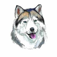 alaskan hes hund vattenfärg hand dragen skiss måla teckning illustration vektor