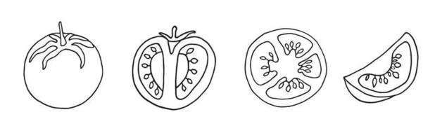 Tomate im Doodle-Stil vektor