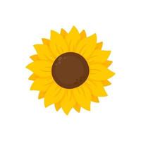 gelbe sonnenblumen blühen im frühjahr. zum Verzieren von Willkommensschildern vektor