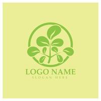 Grünes Moringa-Blatt-Logo, für pflanzliche Inhaltsstoffe, Moringa-Landwirtschaft, Gesundheit, Medizinindustrie, Schönheit, Therapie, Konzeptdesign-Vektorillustrations-Icon-Vorlage mit einem modernen Konzept vektor
