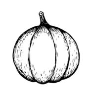 handgezeichnete einfache Vektor-Schwarz-Weiß-Zeichnung. Kürbis isoliert auf weißem Hintergrund. für Herbstdesign, Ernte, Gemüse. vektor