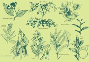 Aromatiska växter vektor