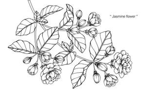 handritad botanisk jasminblomma och blad vektor