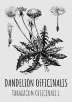 Vektorzeichnungen von Löwenzahn. handgezeichnete Abbildung. lateinischer Name Taraxacum officinale. vektor