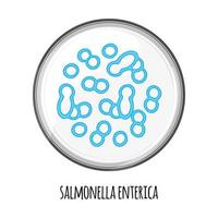 de mänsklig microbiome av salmonella enterica i en petri maträtt. vektor bild. bifidobakterier, laktobaciller. mjölk- syra bakterie. illustration i en platt stil.