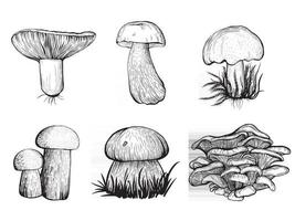 Reihe von Waldpilzen. essbare Pilze, Russula, Pfifferlinge, Steinpilze. vektor