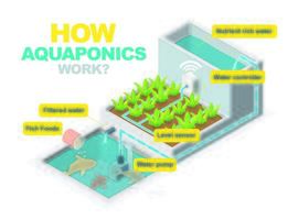 Aquaponik-Systemdiagramm vektor