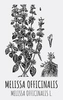 vektor ritningar av melissa officinalis. hand dragen illustration. latin namn melissa officinalis l.