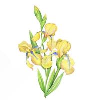 gul iris, vattenfärg hand målad illustration en bukett av blommor med löv vektor