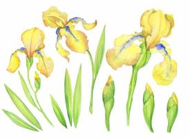 satz gelbe iris, blumen, knospen, blätter. Aquarellillustration der Handmalerei für Ihr Design. vektor