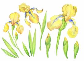 uppsättning av gul iris, blommor, knoppar, löv. vattenfärg illustration av hand målning för din design. vektor