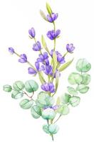 en bukett av grön eukalyptus löv och lila lavendel. vattenfärg illustration hand dragen eukalyptus gren med lavendel- blommor vektor