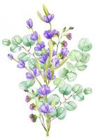 ein Bouquet aus grünen Eukalyptusblättern und lila Lavendel. aquarellillustration handgezeichneter eukalyptuszweig mit lavendelblüten vektor