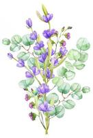 en bukett av grön eukalyptus löv och lila lavendel. vattenfärg illustration hand dragen eukalyptus gren med lavendel- blommor vektor
