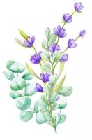 ein Bouquet aus grünen Eukalyptusblättern und lila Lavendel. aquarellillustration handgezeichneter eukalyptuszweig mit lavendelblüten vektor