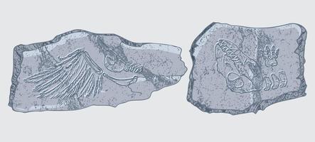 Stein mit Abdrücken von Skeletten prähistorischer Tiere, Insekten und Pflanzen. graue archäologie, bruchgesteinsfragmente, schuttbrocken. satz realistischer handgezeichneter kunst. Vektor-Illustration