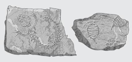 Stein mit Abdrücken von Skeletten prähistorischer Tiere, Insekten und Pflanzen. graue archäologie, bruchgesteinsfragmente, schuttbrocken. satz realistischer handgezeichneter kunst. Vektor-Illustration