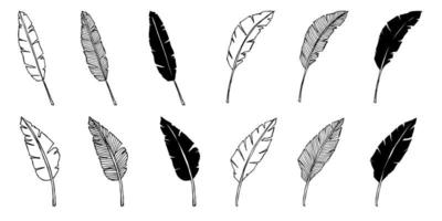 uppsättning av enkel tropisk banan löv illustration. hand dragen vektor ClipArt. botanisk klotter