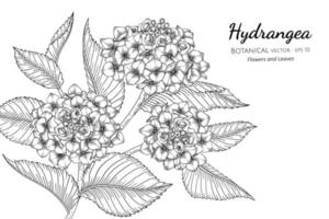 handritad hortensia vektor