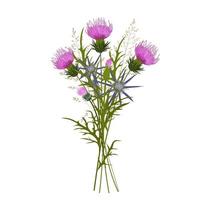 ein Strauß wilder Blumen. Vektorvorratillustration. wilde Kräuter. Distel, Mariendistel. isoliert auf weißem Hintergrund. vektor