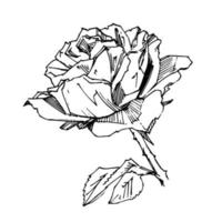 skrivhand dragen reste sig. vektor illustration. årgång tatuering stil reste sig. blomma motiv skiss för design. bläck illustration isolerat.